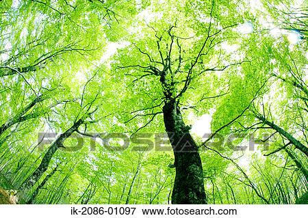 Sunbeams Shining Through Branches of Trees View Large Photo Image Stock Photo - Sunbeams Shining Through Branches of Trees. Fotosearch