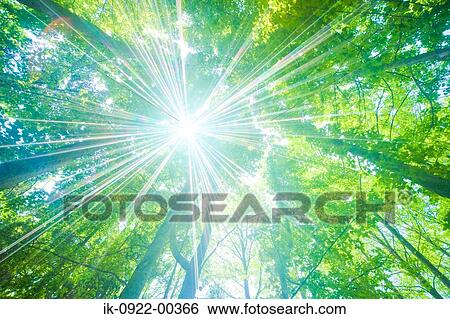 Sunbeams Shining Through Branches of Trees View Large Photo Image Stock Photograph - Sunbeams Shining Through Branches of Trees. Fotosearch