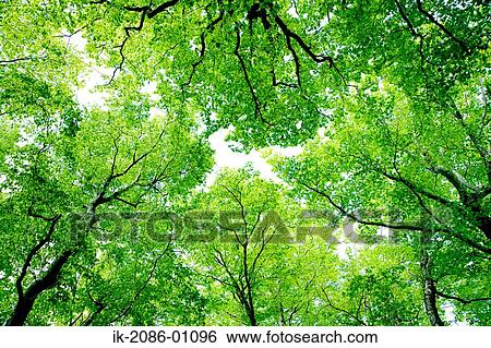 Sunbeams Shining Through Branches of Trees View Large Photo Image Stock Photograph - Sunbeams Shining Through Branches of Trees. Fotosearch