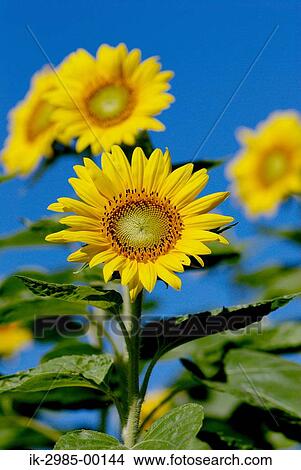 Picture - Sunflower against Blue Sky. Fotosearch