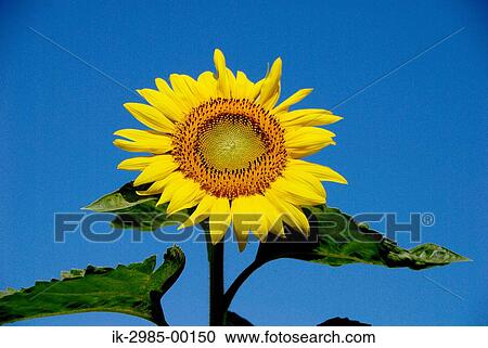 Stock Image - Sunflower against Blue Sky. Fotosearch