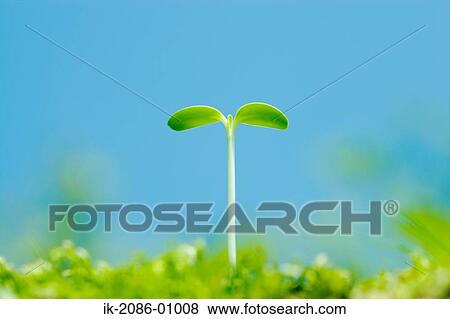 Sunflower Bud against Blue Sky View Large Photo Image Stock Photo - Sunflower Bud against Blue Sky. Fotosearch