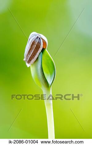 Sunflower Bud in Field View Large Photo Image Picture - Sunflower Bud in Field. Fotosearch