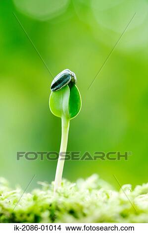 Picture - Sunflower Bud in Field. Fotosearch