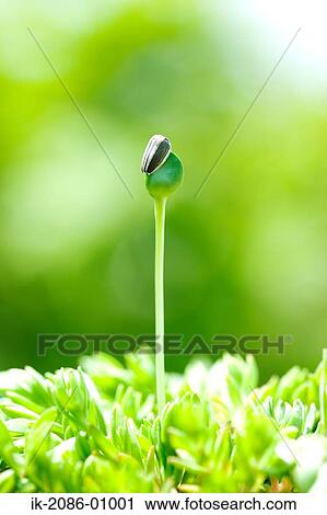 Stock Image - Sunflower Bud in Field. Fotosearch