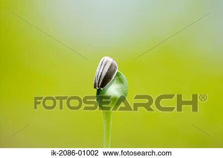 Stock Image - Sunflower Bud in Field. Fotosearch