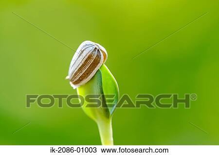Sunflower Bud in Field View Large Photo Image Stock Image - Sunflower Bud in Field. Fotosearch