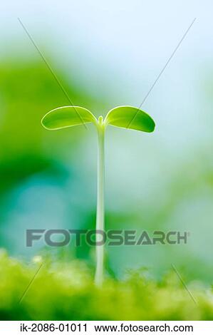 Sunflower Bud in Field View Large Photo Image Stock Image - Sunflower Bud in Field. Fotosearch