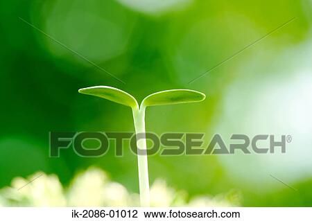 Sunflower Bud in Field View Large Photo Image Stock Image - Sunflower Bud in Field. Fotosearch
