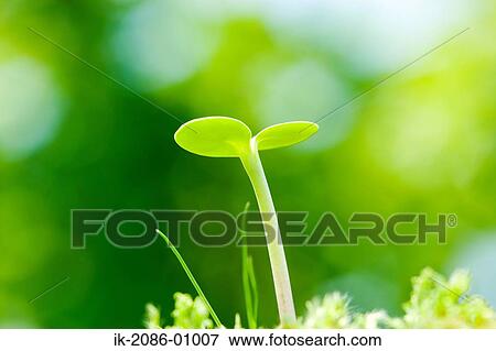 Stock Photo - Sunflower Bud in Field. Fotosearch