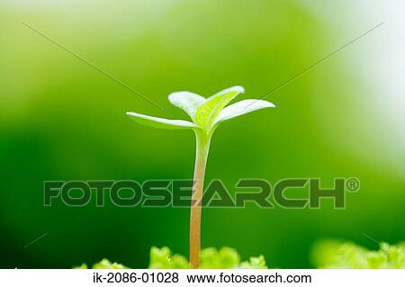 Stock Photo - Sunflower Bud in Field. Fotosearch