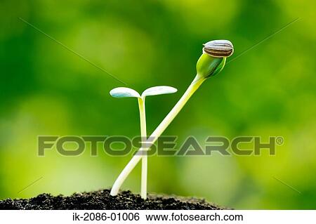 Sunflower Bud in Field View Large Photo Image Stock Photograph - Sunflower Bud in Field. Fotosearch