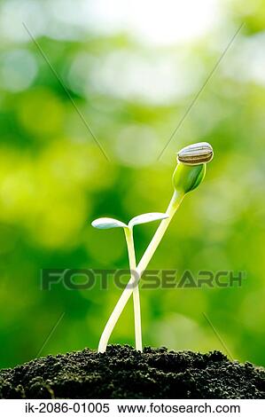 Sunflower Bud in Field View Large Photo Image Stock Photography - Sunflower Bud in Field. Fotosearch