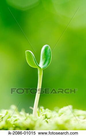 Stock Photography - Sunflower Bud in Field. Fotosearch