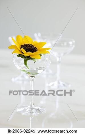 Stock Photography - Sunflower in glass vase. Fotosearch