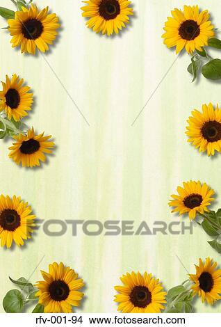 Sunflower-Motif Paper View Large Photo Image Picture - Sunflower-Motif Paper. Fotosearch