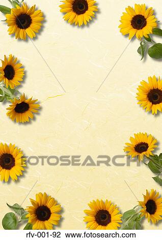 Sunflower-Motif Paper View Large Photo Image Stock Image - Sunflower-Motif Paper. Fotosearch