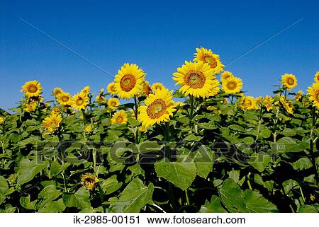 Sunflowers against Blue Sky View Large Photo Image Stock Image - Sunflowers against Blue Sky. Fotosearch