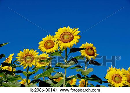 Sunflowers against Blue Sky View Large Photo Image Stock Photo - Sunflowers against Blue Sky. Fotosearch