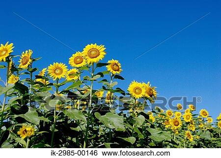 Sunflowers against Blue Sky View Large Photo Image Stock Photograph - Sunflowers against Blue Sky. Fotosearch