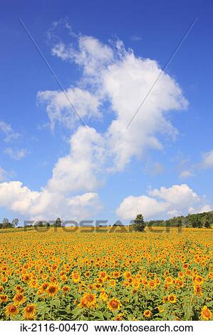 Sunflowers blooming in a field View Large Photo Image Stock Image - Sunflowers blooming in a field. Fotosearch