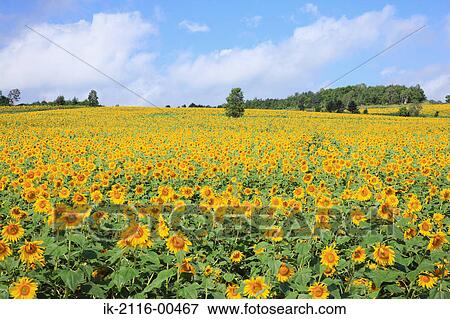 Sunflowers blooming in a field View Large Photo Image Stock Photo - Sunflowers blooming in a field. Fotosearch