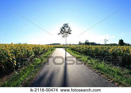Sunflowers blooming on roadside View Large Photo Image Picture - Sunflowers blooming on roadside. Fotosearch