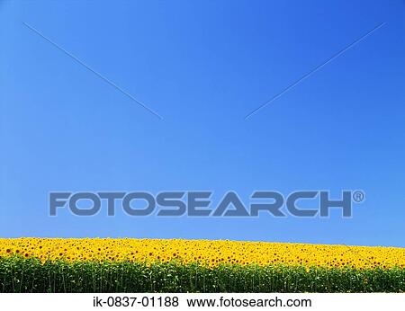 Sunflowers growing in field View Large Photo Image Stock Photo - Sunflowers growing in field. Fotosearch