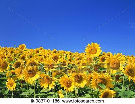 Sunflowers growing in field View Large Photo Image Stock Photograph - Sunflowers growing in field. Fotosearch