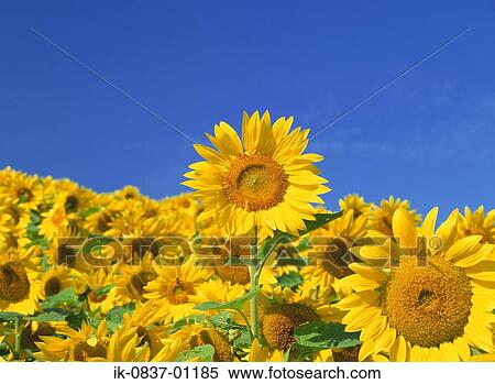 Sunflowers growing in field View Large Photo Image Stock Photography - Sunflowers growing in field. Fotosearch