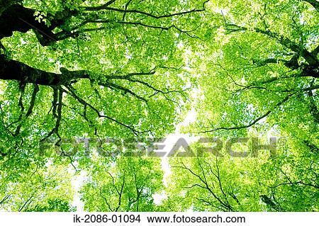 Sunrays Passing Through Beech Trees View Large Photo Image Picture - Sunrays Passing Through Beech Trees. Fotosearch