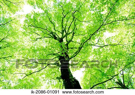 Sunrays Passing Through Beech Trees View Large Photo Image Stock Image - Sunrays Passing Through Beech Trees. Fotosearch