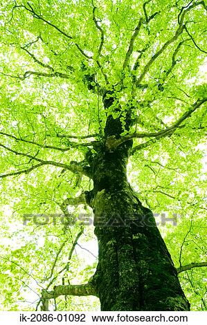 Stock Image - Sunrays Passing Through Beech Trees. Fotosearch