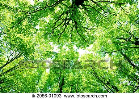 Stock Image - Sunrays Passing Through Beech Trees. Fotosearch