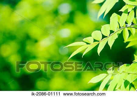 Stock Image - Sunrays Passing Through Beech Trees. Fotosearch
