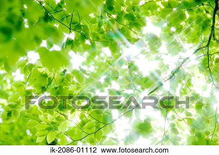 Sunrays Passing Through Beech Trees View Large Photo Image Stock Image - Sunrays Passing Through Beech Trees. Fotosearch