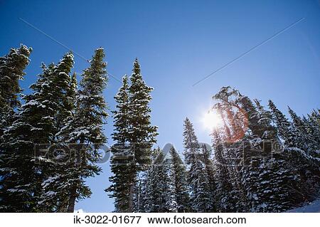 Sunshine on Snow-Covered Trees View Large Photo Image Stock Photo - Sunshine on Snow-Covered Trees. Fotosearch