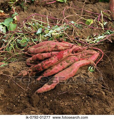 Sweet Potatoes in Field View Large Photo Image Stock Photo - Sweet Potatoes in Field. Fotosearch