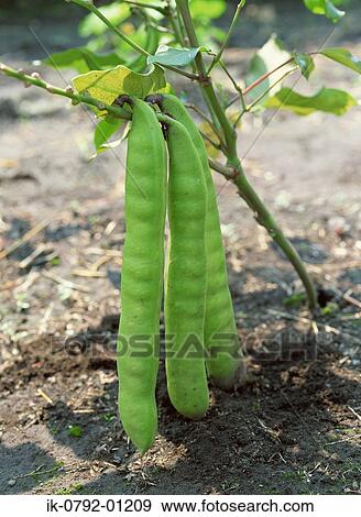 Sword Bean Growing in Field View Large Photo Image Stock Photo - Sword Bean Growing in Field. Fotosearch