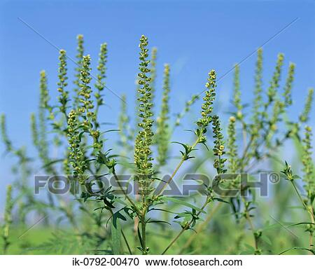 Stock Image - Tall Goldenrod against Blue Sky. Fotosearch