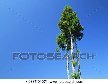 Tall trees against blue sky View Large Photo Image Stock Image - Tall trees against blue sky. Fotosearch