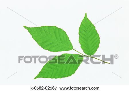 Three Leaves on White Background View Large Photo Image Stock Photo - Three Leaves on White Background. Fotosearch
