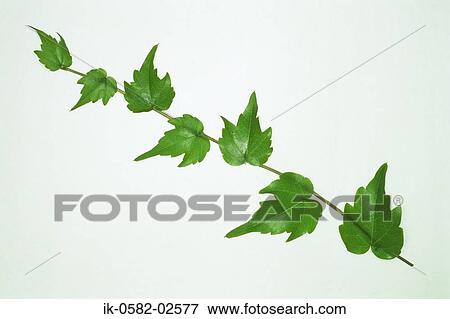 Three Leaves on White Background View Large Photo Image Stock Photo - Three Leaves on White Background. Fotosearch