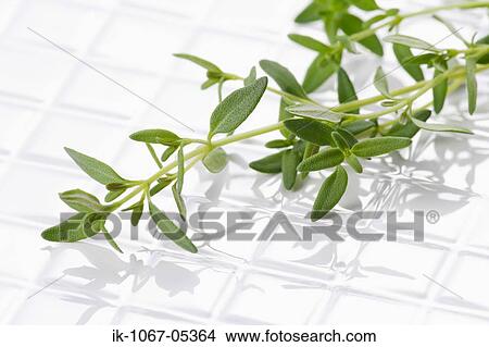 Picture - Thyme. Fotosearch