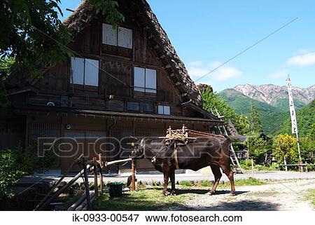 Tied Cow in Front of Japanese Styled House in Japan View Large Photo Image Stock Photo - Tied Cow in Front of Japanese Styled House in Japan. Fotosearch