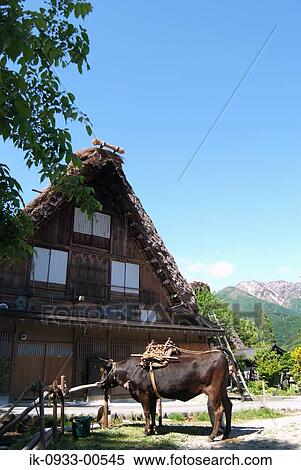 Stock Photography - Tied Cow in Front of Japanese Styled House in Japan. Fotosearch