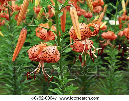 Tiger Lily Flowers Growing in Summer View Large Photo Image Stock Photo - Tiger Lily Flowers Growing in Summer. Fotosearch