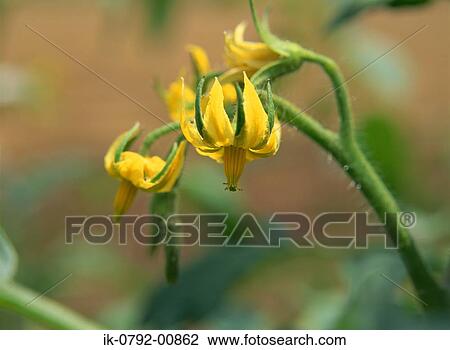 Stock Image - Tomato Flowers on the Vine. Fotosearch