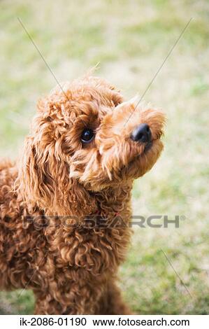Toy Poodle in Lawn View Large Photo Image Stock Image - Toy Poodle in Lawn. Fotosearch