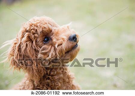 Toy Poodle in Lawn View Large Photo Image Stock Image - Toy Poodle in Lawn. Fotosearch